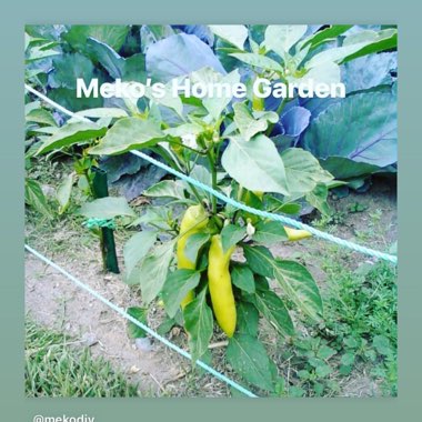 Meko's garden