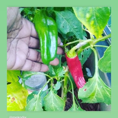 Meko's garden