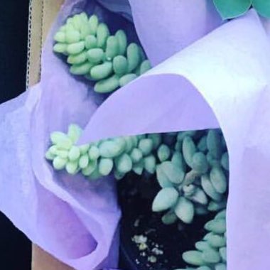 Sedum 'Burro's Tail'