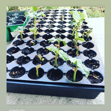 Meko's garden