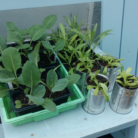 Plant image Brassica oleracea (Capitata Group) 'Greyhound'