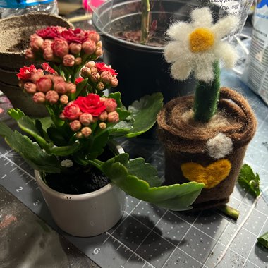 Melissa's garden