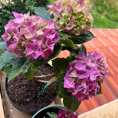 Hydrangea