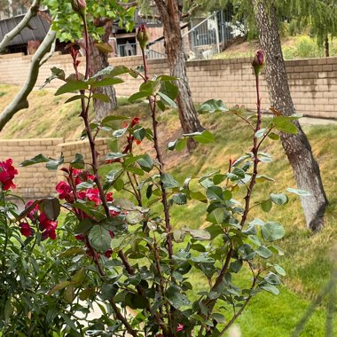 Hybrid Tea Rose 'Kardinal'