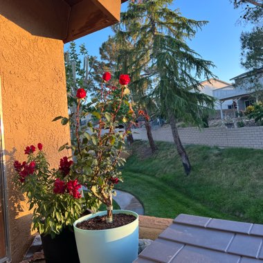 Melissa's garden