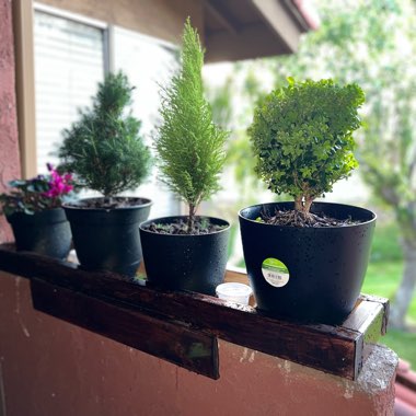 Melissa's garden