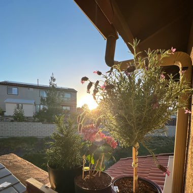 Melissa's garden
