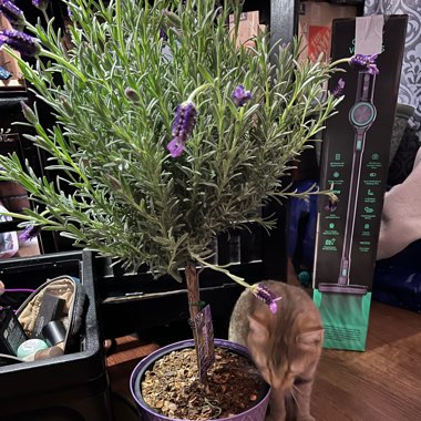 Lavender (Species) Lavender stoechas
