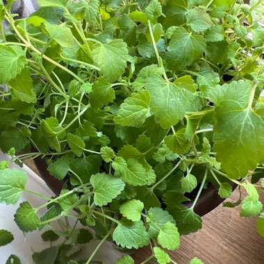 Catnip 'Cataria'