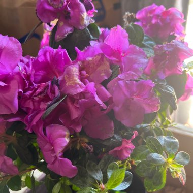Azalea