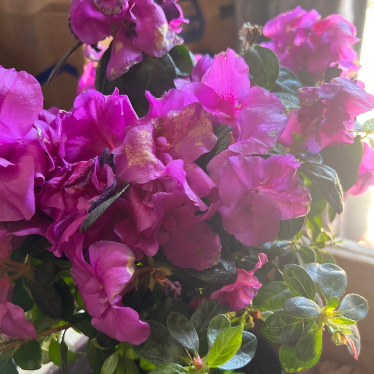 plant image 1669255