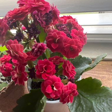 Christmas Kalanchoe
