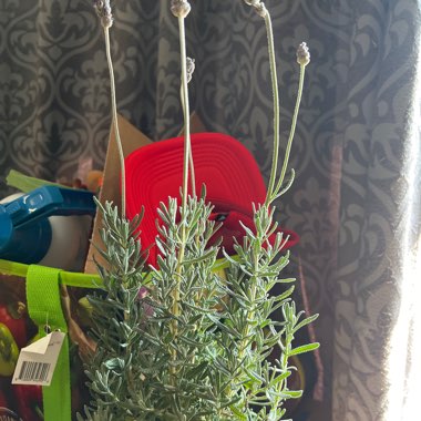 French Lavender