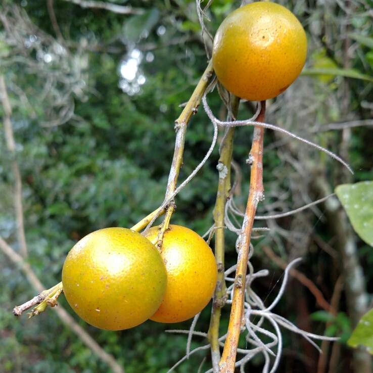Plant image Citrus Japonica