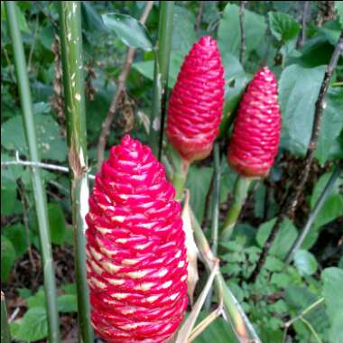 Beehive Ginger