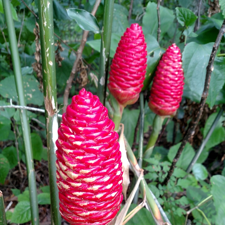 plant image 248779