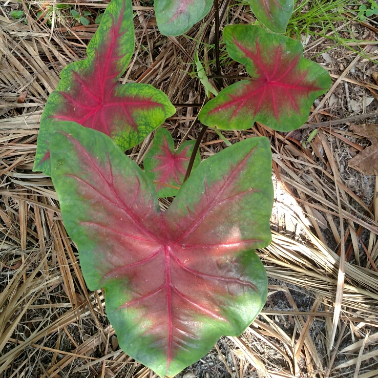 plant image 248787