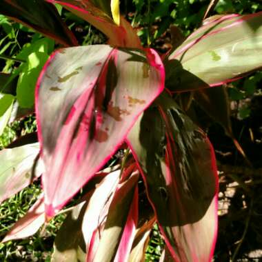 Hawaiian Ti Plant 'Red Sister'