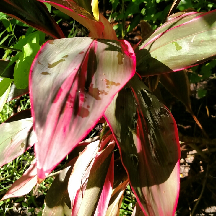 plant image 255838