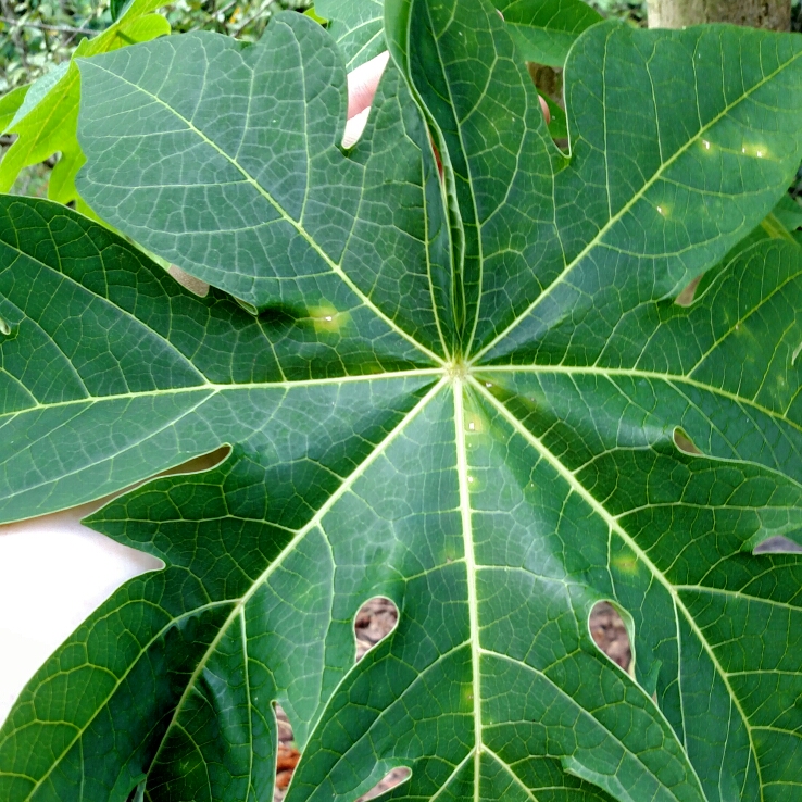 plant image 255843