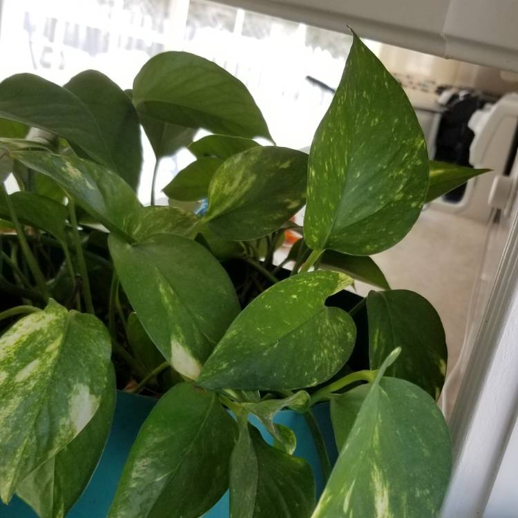 plant image 1261356