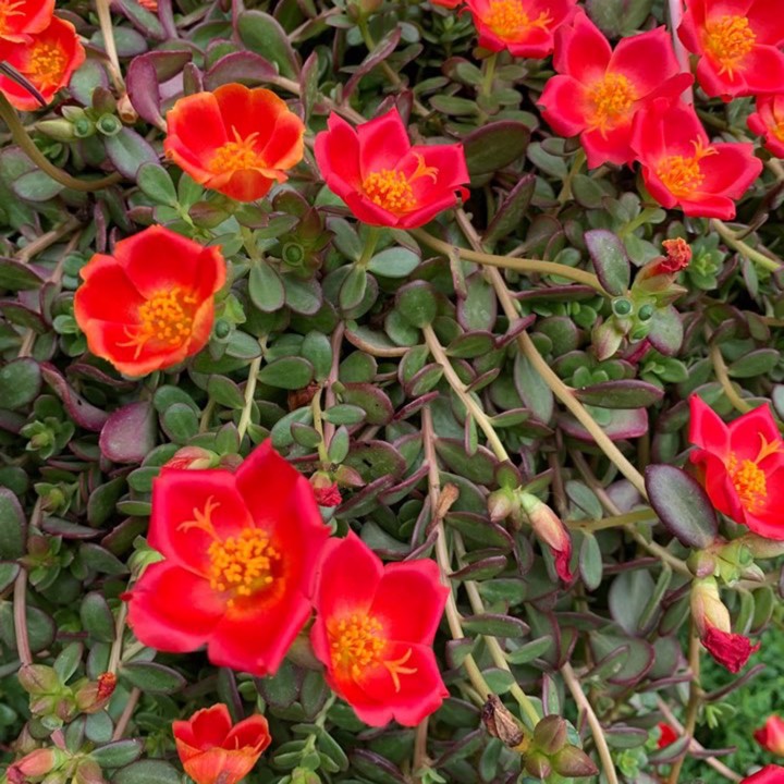 Plant image Portulaca hybrid 'Balriorg' Rio™ Orange, (Rio™ Series) PP17241 'Balriorg' Rio Orange