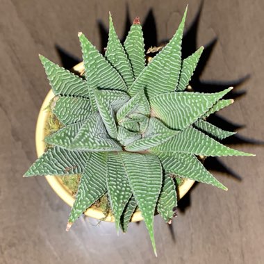 Haworthiopsis limifolia 'Spider White'