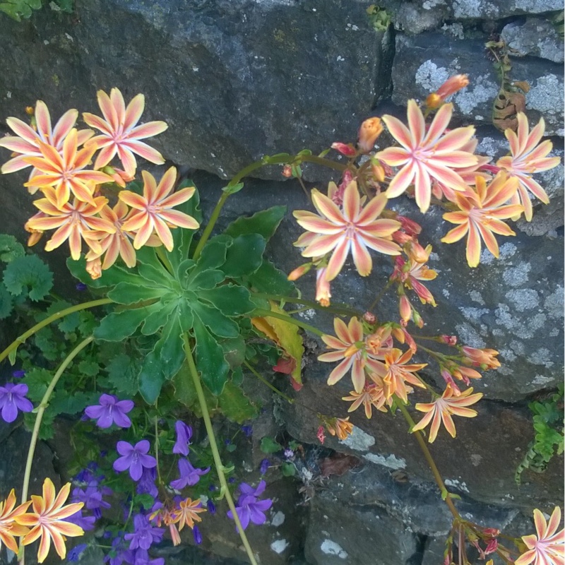Melanie's garden