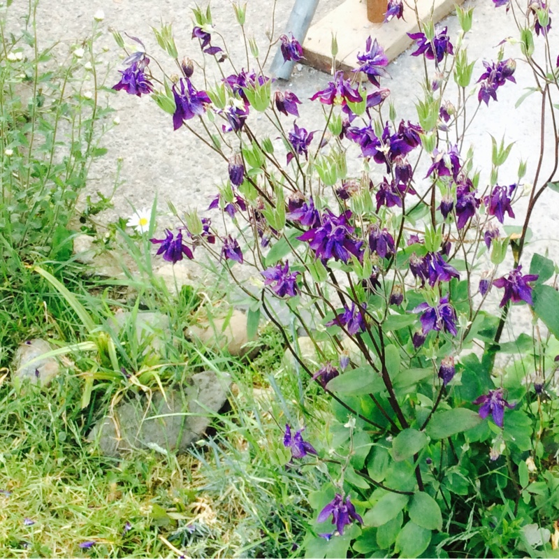 Melanie's garden