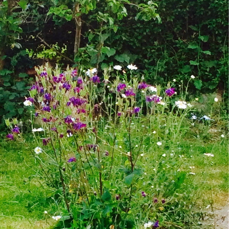 Melanie's garden