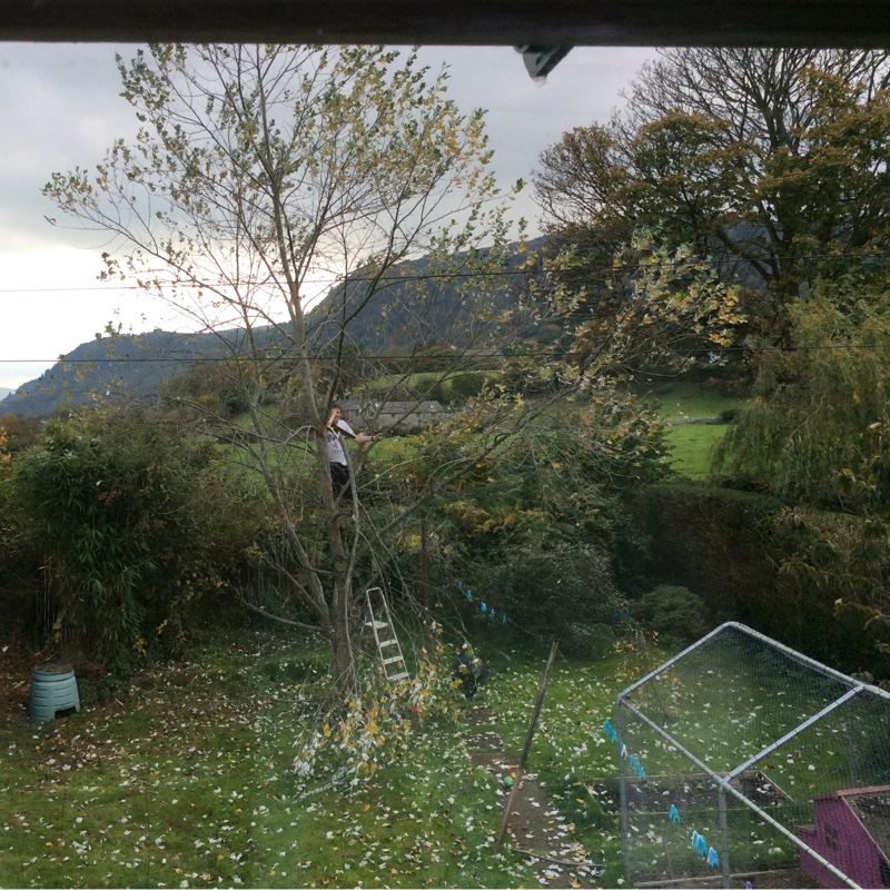 Melanie's garden