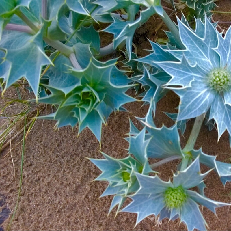Melanie's garden