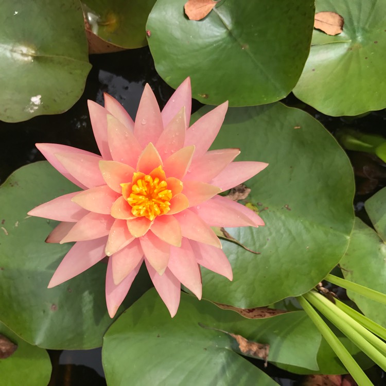 Plant image Nymphaea 'Peach Sunrise'