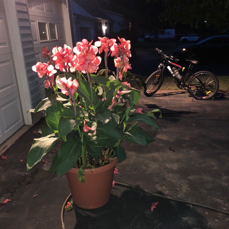 Plant image Canna 'Pink Magic'