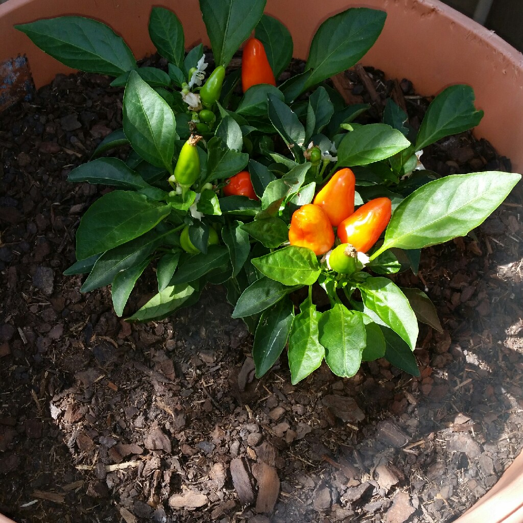 Chilli Pepper 'Habanero'