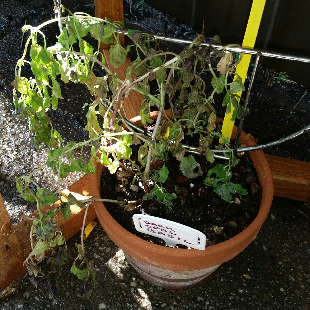 Melissa (herby)'s garden