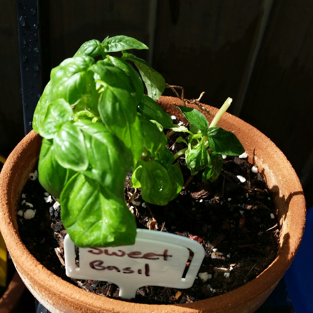 Basil 'Sweet Mammoth'
