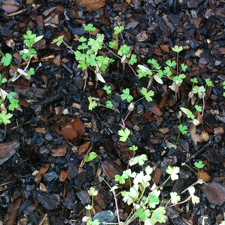 Parsley