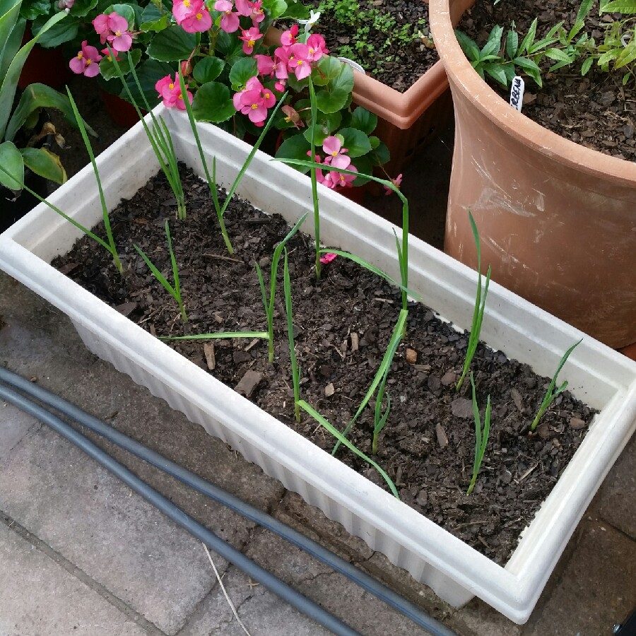Garlic