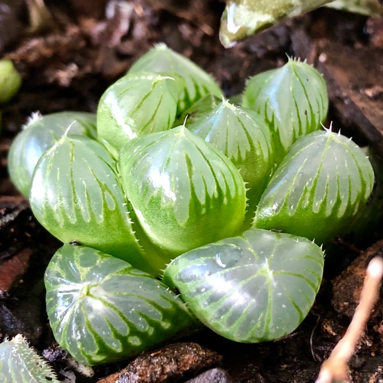 Plant image Haworthia cooperi var ' No 60' 