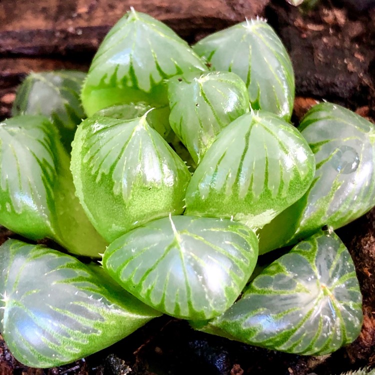 Plant image Haworthia cooperi var ' No 60' 