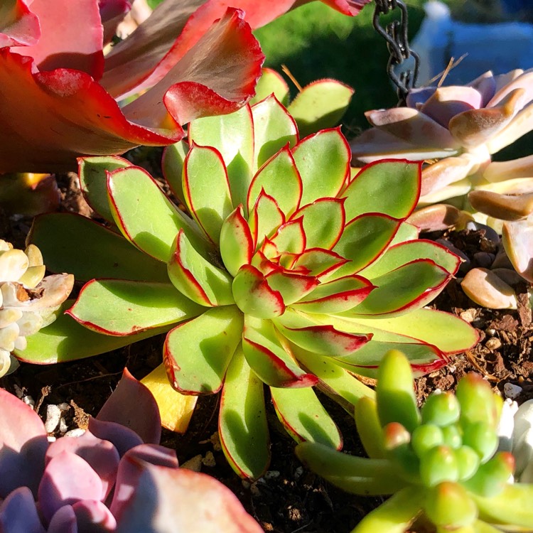 plant image 1031585