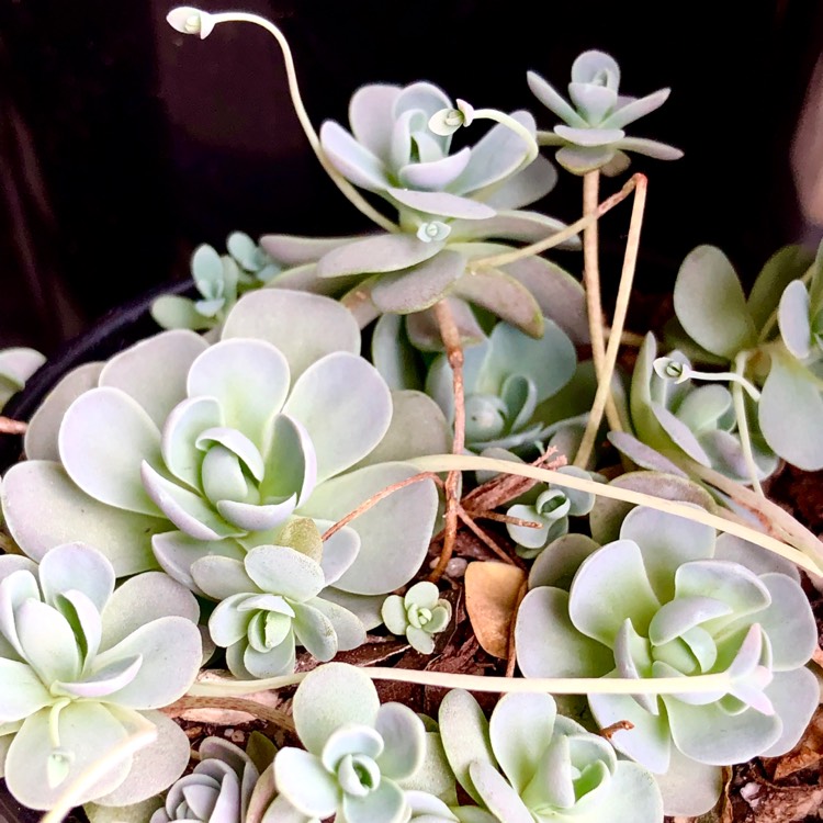 plant image 1046061