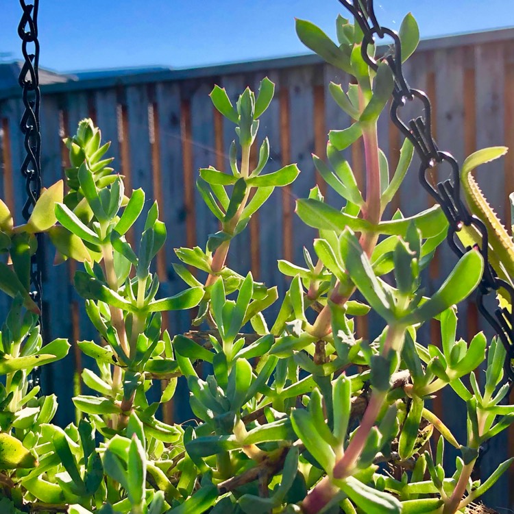 Plant image Lampranthus blandus 'Schwantes'
