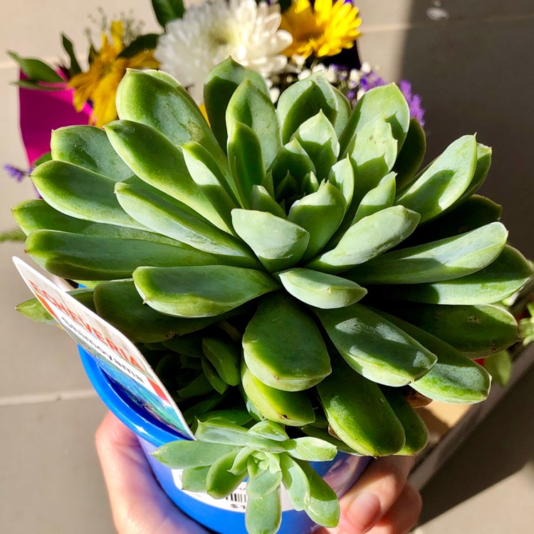 plant image 1046136