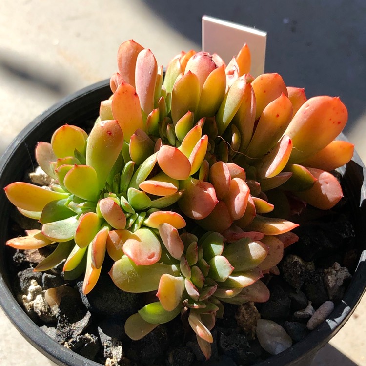 plant image 1074123