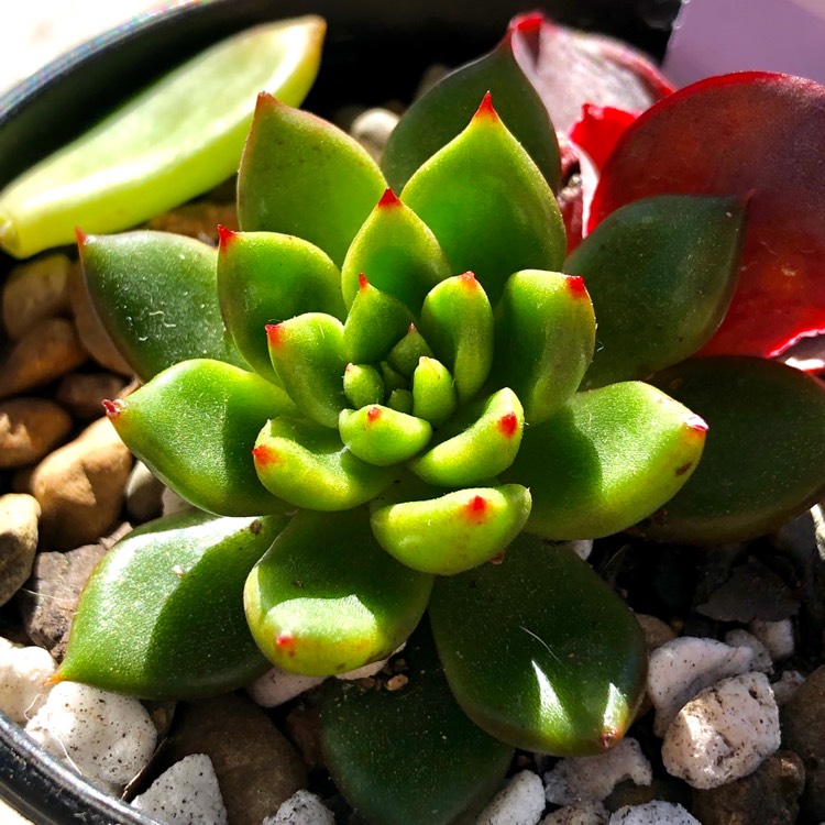 Plant image Echeveria Agavoides Jade Point