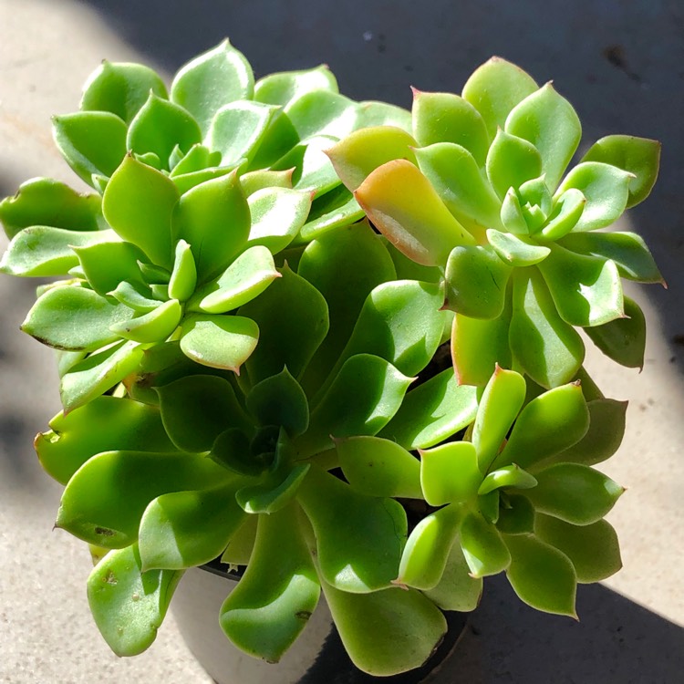 plant image 1074131
