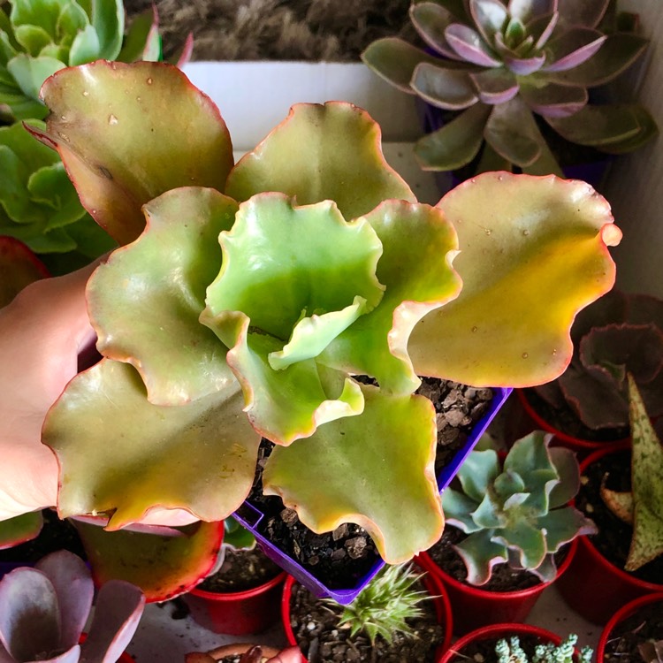 plant image 1116471