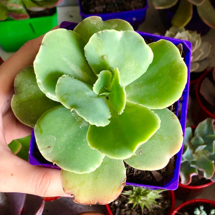 Plant image Echeveria Blondie